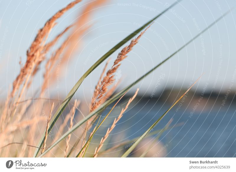 On the shore grows beach grass in the background is the water and the sky is blue Beach duene Sand Vacation & Travel coast Nature Ocean Exterior shot Landscape