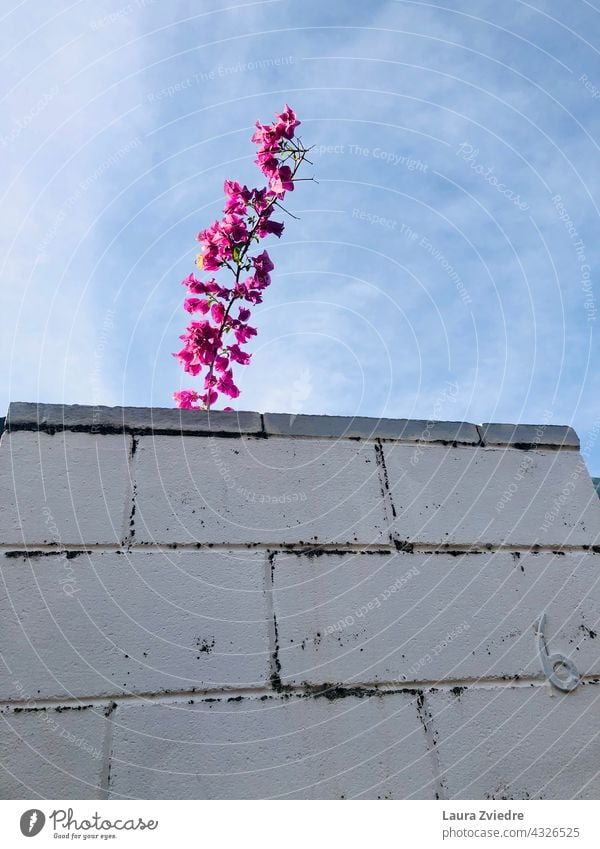 Number six and the flower Flower Fence number number six House number brick fence brick wall pink flower Pink white fence Digits and numbers Wall (building)