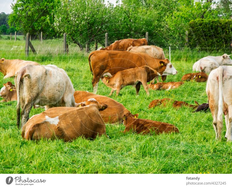 Cow with suckling calf Bauernhof Brandenburg Deutschland Feld Gras Kalb Kuh Kälber Landschaft Landwirtschaft Damm Natur Nutztiere Rinder Sommer Säugetier Tier