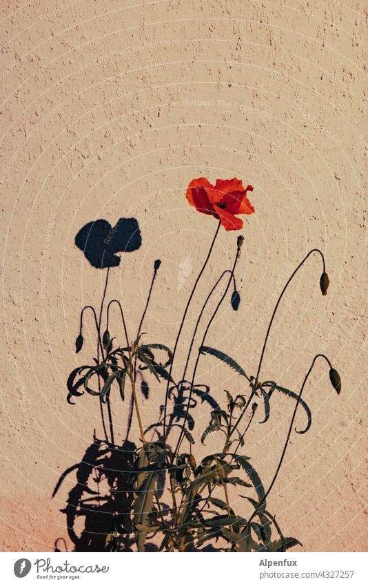 Park Tour HH 21 | Wallflower Poppy poppies Wall (barrier) Nature Summer Blossom Poppy blossom Colour photo Flower Plant Red Exterior shot Deserted Sunlight