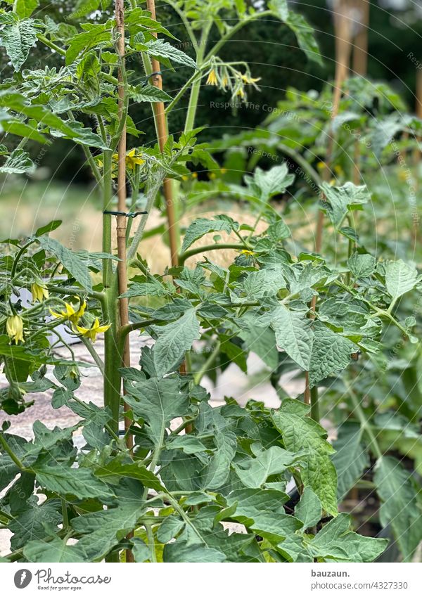 tomatos. Tomato Nutrition Vegetable Food Vegetarian diet tomato plant Tomato plantation tomatoes tomato bush Organic produce Colour photo Red Exterior shot