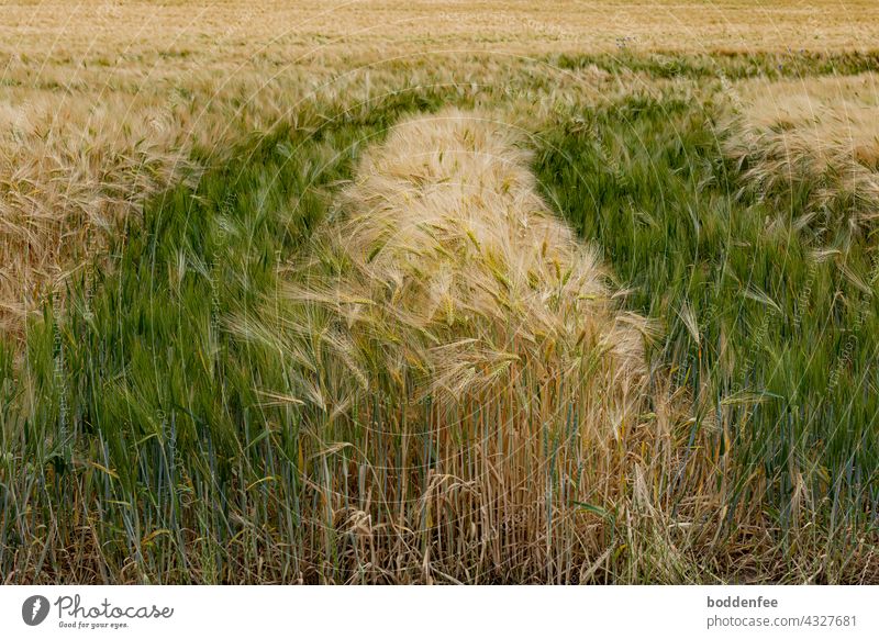 Barley field with traces of processing machines, in which the barley seeds pressed down by the wheels could still germinate Barleyfield wheel tracks