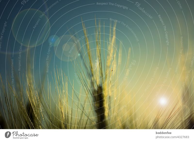 The awns of the barley ears sparkle golden in the evening backlight of the low sun Barley ear Barley awns Back-light Evening sun