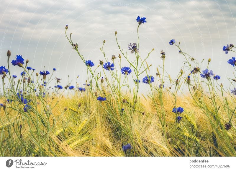 Cornflowers at the edge of a barley field against a slightly cloudy sky cornflowers Barleyfield Field Grain field Sky Yellow Blue