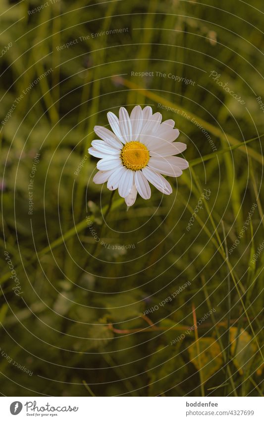 Overgrown white daisy in undergrowth, slightly blurred background, close up of plant Marguerite Feral Close up of the flower Green yellow green