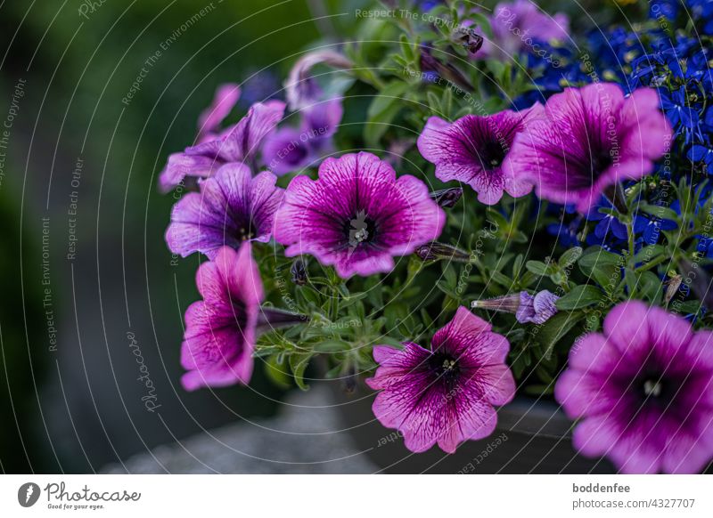 purple petunias in a bowl, close up, blurred background Petunias Petunia flowers Balcony plants Exterior shot Violet