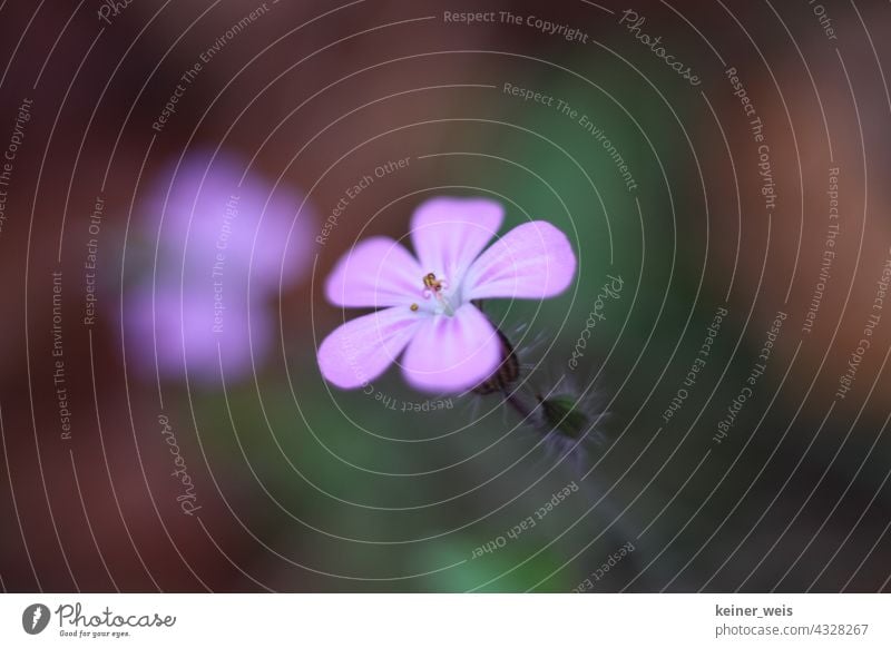 Purple flower in the garden or the flower of the cranesbill Geranium purple Flower Blossom Individual blurriness shallow depth of field Landscape format Garden