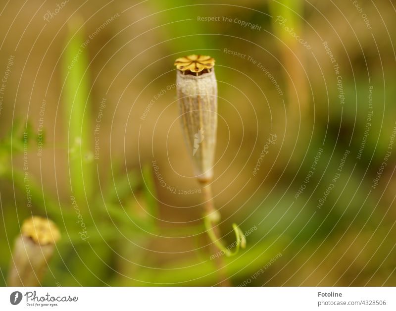 Withered, the poppy pod stretches upwards, ready to give up its precious seeds. Next year, too, Fotoline will be enchanted by her poppy. Poppy Flower Nature