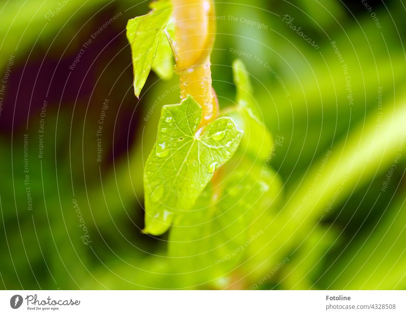 Fence bindweed grows well in Fotoline's garden. Well, actually it's a weed, but I like it. Here it is all wet. Flower Plant Nature Exterior shot Colour photo