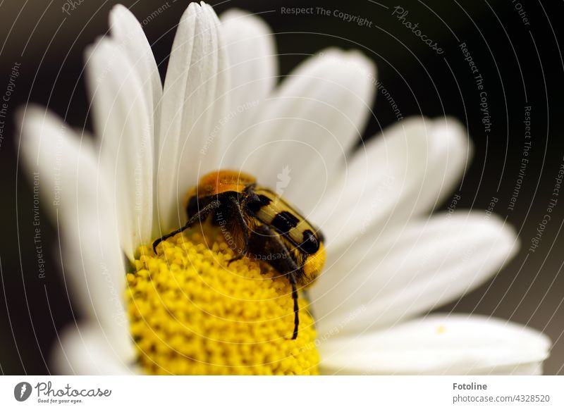 Gardening for Beginners VII - The noble daisy has a visit from a strange beetle. He seems to be fond of her. It is, by the way, a banded paintbrush beetle.