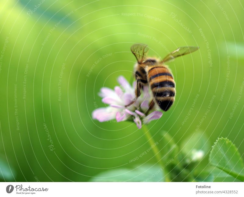 Fotoline's flowering meadow is simply a paradise for bees and bumblebees. The honey bee diligently collects pollen on the flower. Bee Insect Flower Blossom