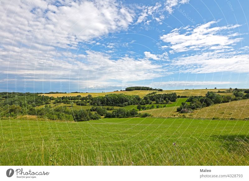 July. Summer landscape with fields and meadows. summer july nature season agriculture blue countryside sky farm farming rural tree flower poppy cereal wheat