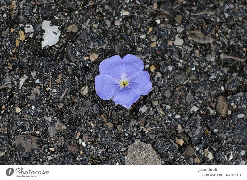 lilla flowers on grey asphalt Purple Flower purple Blossom Ground Violet flat lay grey background Asphalt Individual by oneself Meditative segregated Grief