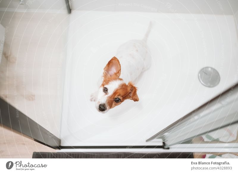 top view of beautiful jack russell dog sitting in shower ready for bath time. Pets indoors at home wet wash clean bathe health soap dry grooming care cute puppy