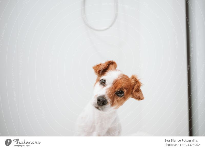 cute jack russell dog sitting in shower ready for bath time. Pets indoors at home wet wash clean beautiful bathe health soap dry grooming care puppy purebred