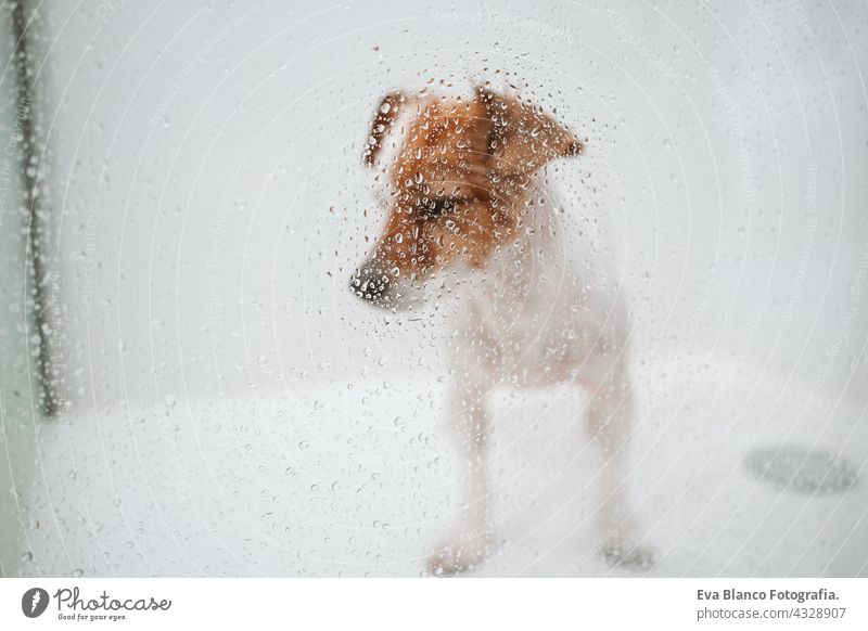 cute wet jack russell dog standing in shower ready for bath time. Selective Focus on water drops on glass. Pets indoors at home wash clean beautiful bathe