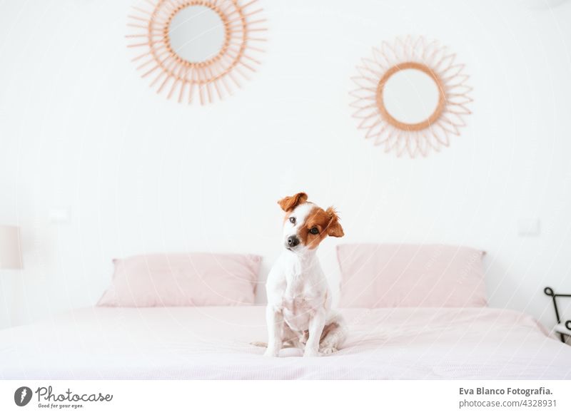 cute lovely small jack russell dog sitting on bed during daytime. Pets indoors at home resting sleeping tired inside hiding recovery cozy domestic wake up funny