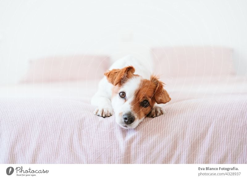 close up of cute lovely small jack russell dog resting on bed during daytime. Pets indoors at home sleeping tired inside hiding recovery cozy domestic wake up