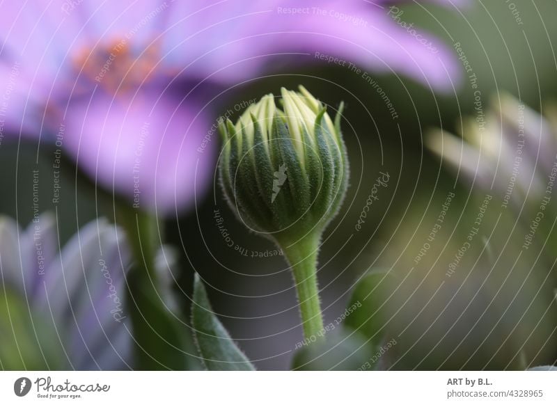 daisy bud Delicate Nature flowers Flower Marguerite Blossom purple petals Garden flora Flowerbed Beauty & Beauty Wonder