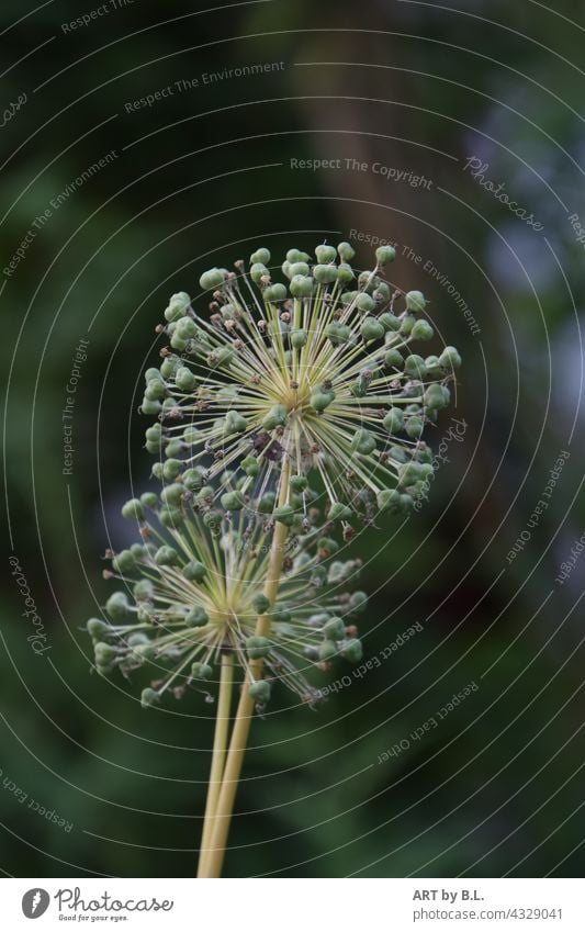 two bloomed allium ornamental garlic leek Garden flowers blossoms Wonder natiur