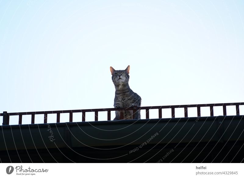 Cat on the roof of the house, also called roof rabbit with view into the distance Dachhase pets house roof outlook Looking Far-off places look into the camera