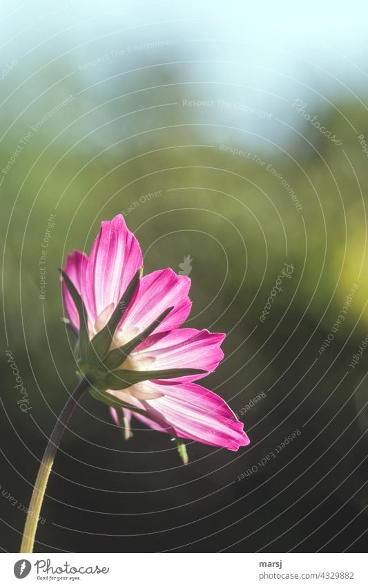 A magnificent jewel basket stretches out towards the sun. Invasive but beautiful. Cosmos bipinnatus Cosmea Blossom Flower Cosmea flower Daisy Family Plant