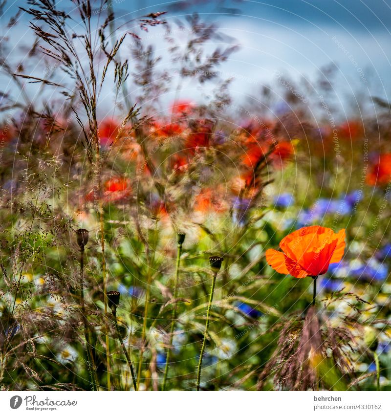 because monday is mo(h)nday Sky Clouds cornflowers grasses blossom Blossom Field Blossom leave Green Wild plant Plant Fragrance Nature fragrant Pollen poppies