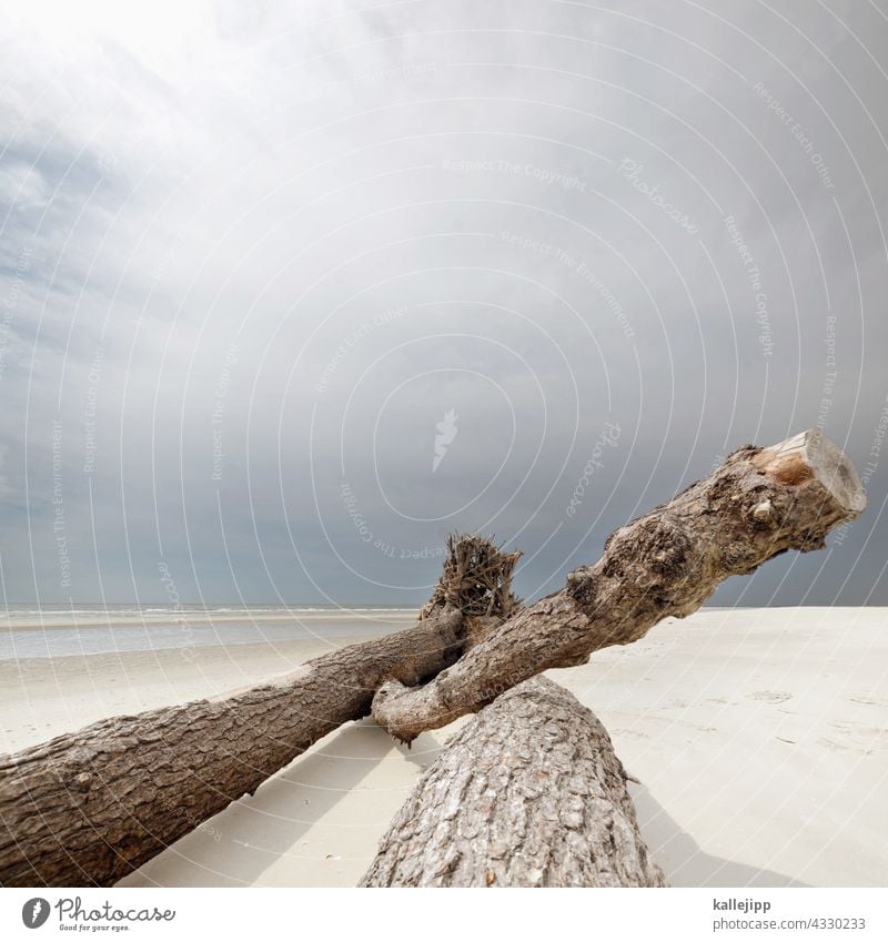 tribe on the beach Beach Amrum Ocean flotsam Driftwood Tree trunk Branch coast Nature Wood Water Exterior shot Sand Landscape Colour photo Sky Deserted Day