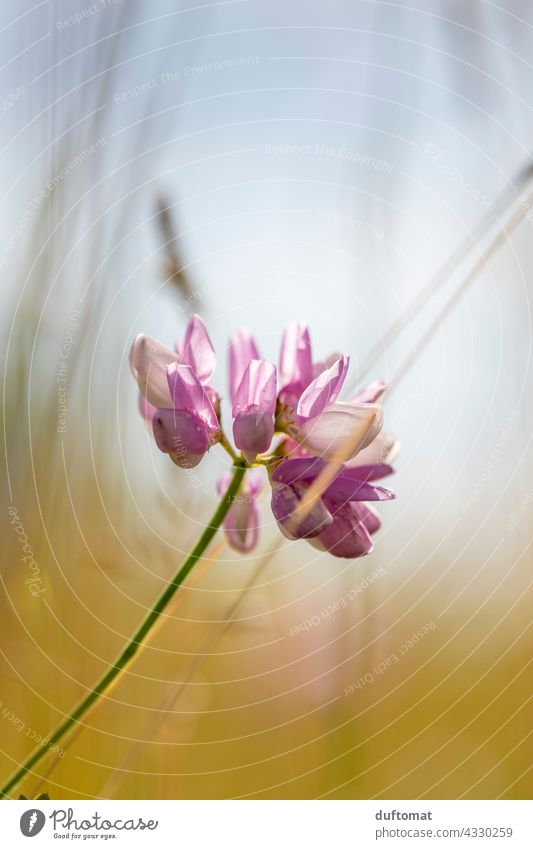 Macro shot of a pink flower in the meadow against the sky Blossom Flower Nature Meadow Nectar butterflies Yellow from Landscape macro Macro (Extreme close-up)