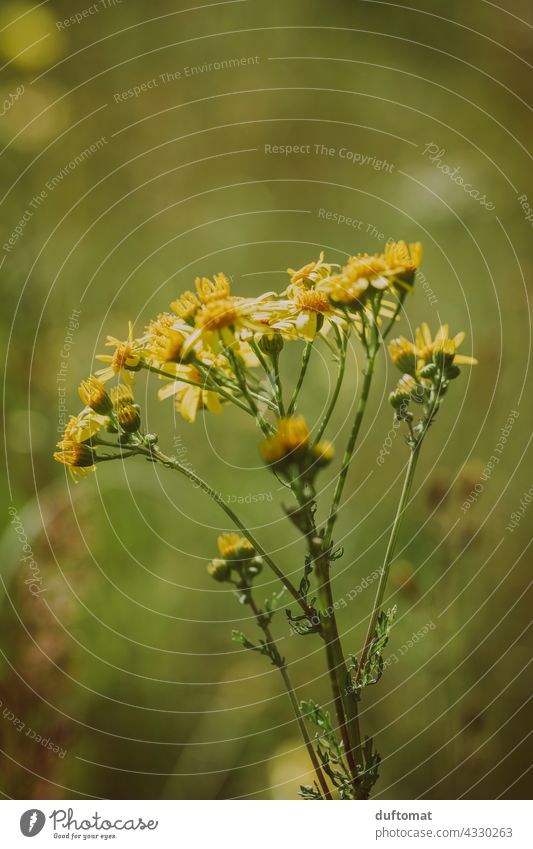 Macro shot of a brown butterfly on yellow flower Blossom Flower Nature Meadow blossom Nectar butterflies Yellow out Landscape macro Macro (Extreme close-up)