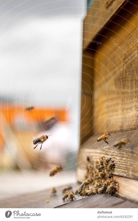 Macro photo of bees in front of hive Bee naturally Insect insects Animal Macro (Extreme close-up) Close-up Grand piano animals wildlife Pollen Exterior shot