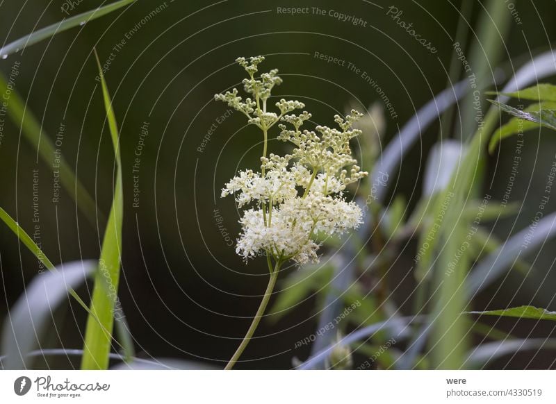 The flowers of the meadowsweet plant Blossoms Brook bank Filipendula ulmaria Herb blooming copy space dye plant fragrance herb meadow herb medicinal plant