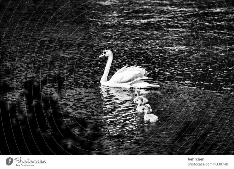 family trip Contrast Feather pretty Deserted feathers Beak Nature Animal Wild animal Animal portrait Animal protection Grand piano Light Exterior shot