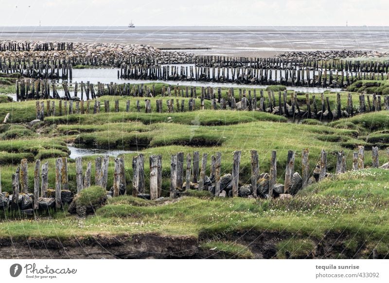 breakwater Environment Nature Landscape Plant Water Horizon Spring Summer Grass Bushes Moss Waves Coast Bay Fjord North Sea Island Neuwerk Wild animal Bird