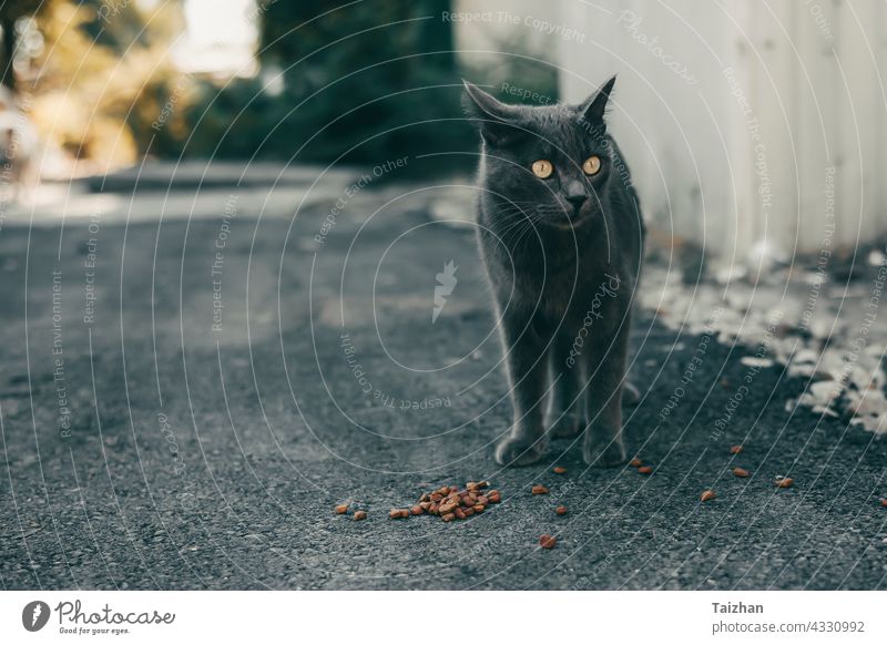 Homeless Cat eating special feed on a street cat animal pet feline homeless kitten portrait cute small food outdoor furry mammal no people photography playful