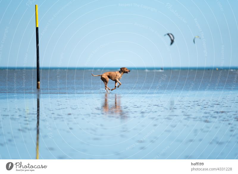 the dog runs through the mudflats at low tide Dog Beach Purebred Animal portrait Walk along the tideland Mud flats North Sea Movement Running 1 Joy