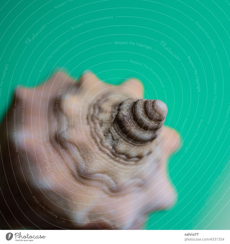 maritime shell Snail shell Structures and shapes Maritime Crumpet Spiral Animal Macro (Extreme close-up) Shallow depth of field Neutral Background Nature Mussel