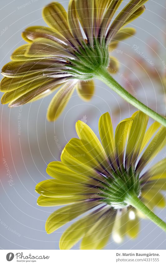 Variety of the capitulum (Osteospermum ecklonis); it is a popular balcony plant Cape basket Flower variety Breeding inflorescence blossom Yellow Violet