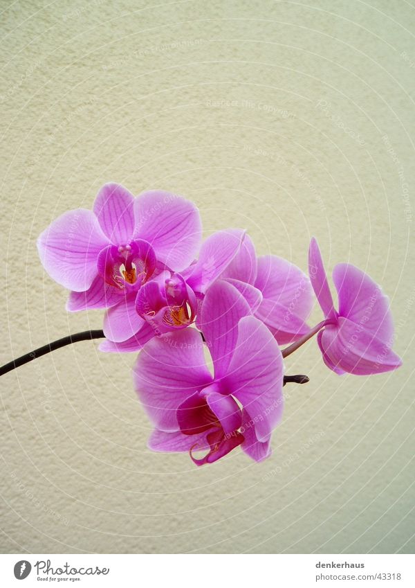 orchid Orchid Flower Plant Blossom Blossoming Close-up