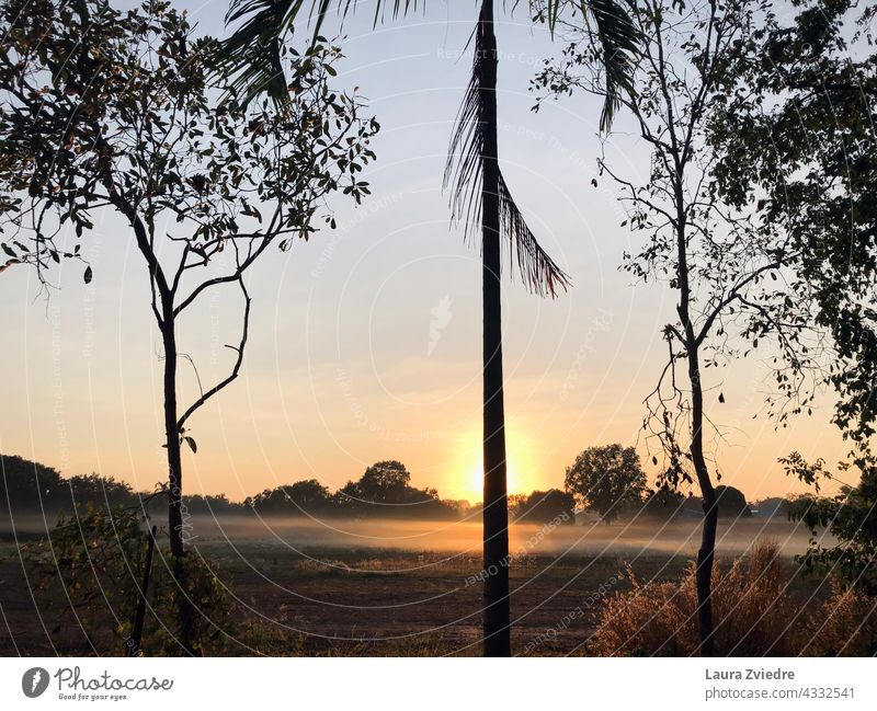 The trees and the sunrise Tree Trees Sun Morning mist Fog Morning fog misty landscape foggy season outdoor scenery Nature environment morning light view