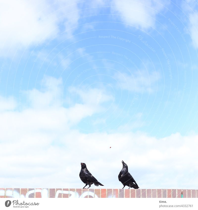 ParkTourHH21 | check & snack Wall (barrier) Crow Sky Feed Catch Flying Bird two sunny Clouds Sit Beautiful weather