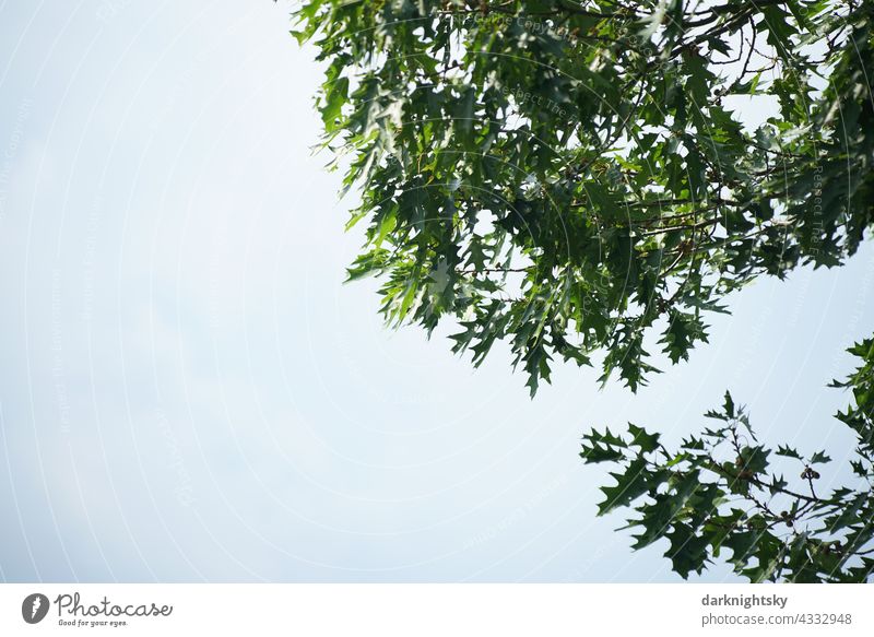 Green foliage of red oak in summer against light overcast sky Quercus rubra Exterior shot Colour photo Autumn Tree Oak tree Day Autumnal Forest Nature Leaf