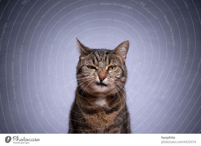 tabby shorthair cat looking at camera angry on gray background pets fur feline one animal portrait domestic cat copy space grumpy serious open mouth grimy