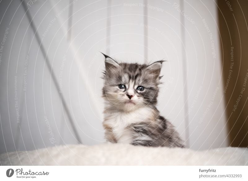 cute black silver torbie white maine coon kitten portrait cat pets fluffy fur feline longhair cat maine coon cat one animal adorable beautiful indoors pet bed