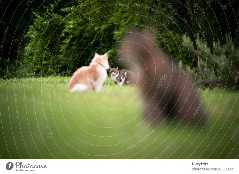 three different cats outdoors on lawn in the back yard free roaming garden front or backyard green meadow grass longhair cat maine coon cat white cream colored