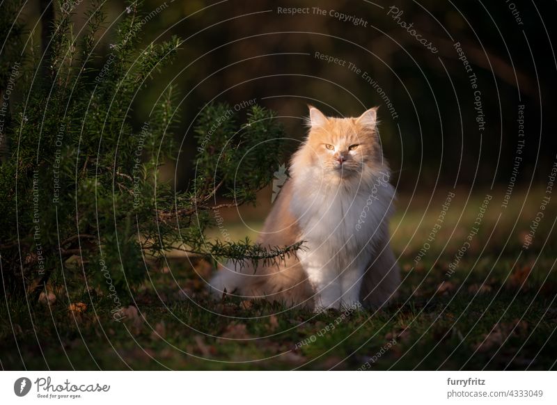 fluffy maine coon cat sitting outdoors next to rosemary bush in sunlight observing free roaming nature garden front or backyard green lawn meadow grass sunny