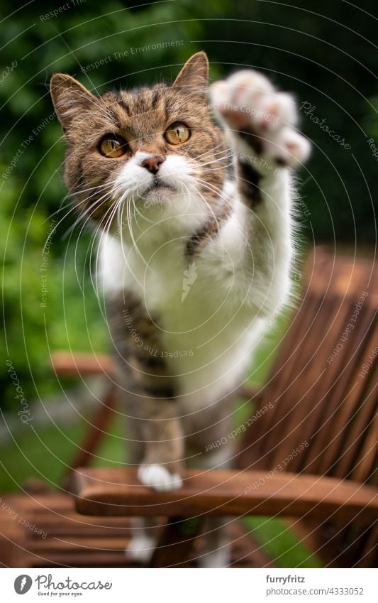 curious cat outdoors  raising paw trying to reach camera free roaming garden front or backyard green wood garden chair shorthair cat tabby white feline fur