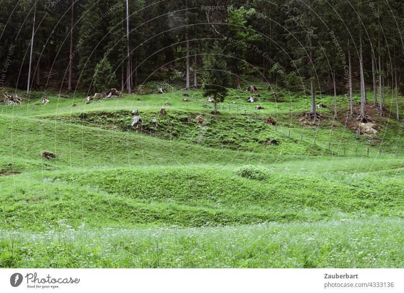 Meadow in front of forest edge with bumps forming a pattern Edge of the forest Bumps Pattern Green Nature Forest Landscape Grass Tree