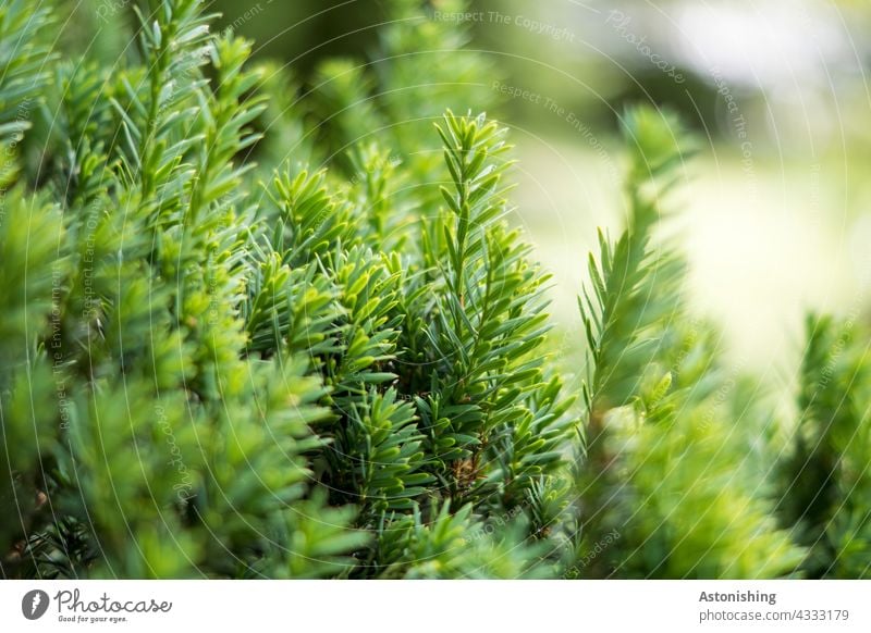 needles Tree Coniferous trees Green Nature Thorny detail Twig Twigs and branches Many Tree trunk Treetop Colour photo Deserted Exterior shot Plant Environment