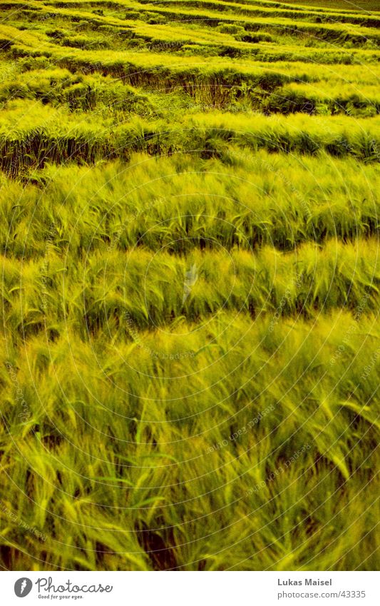 *field Field Summer Green Meadow Cornfield cross Contrast